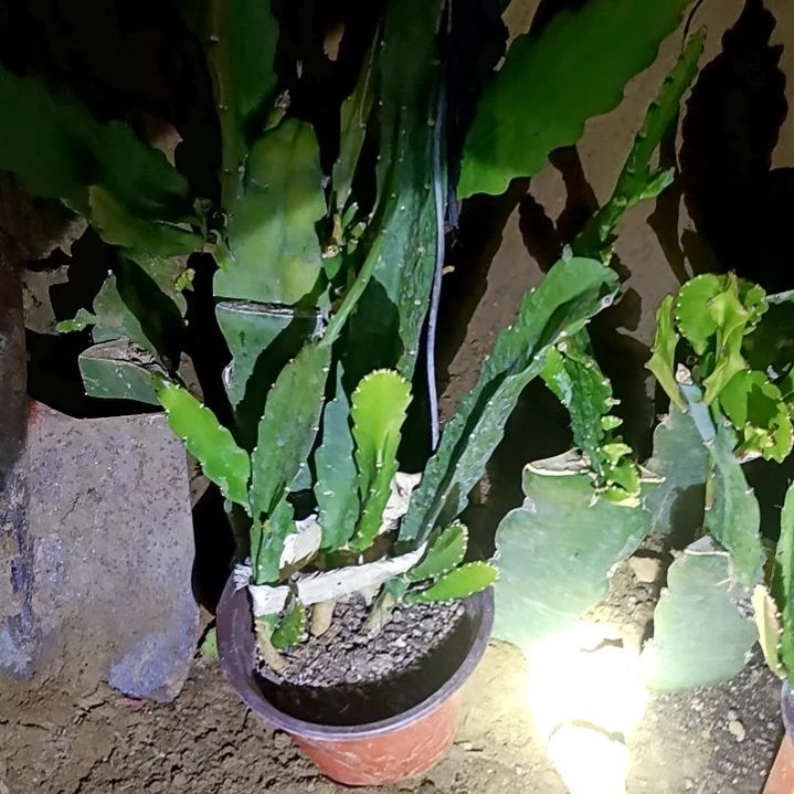 霞令箭何花东北小粉