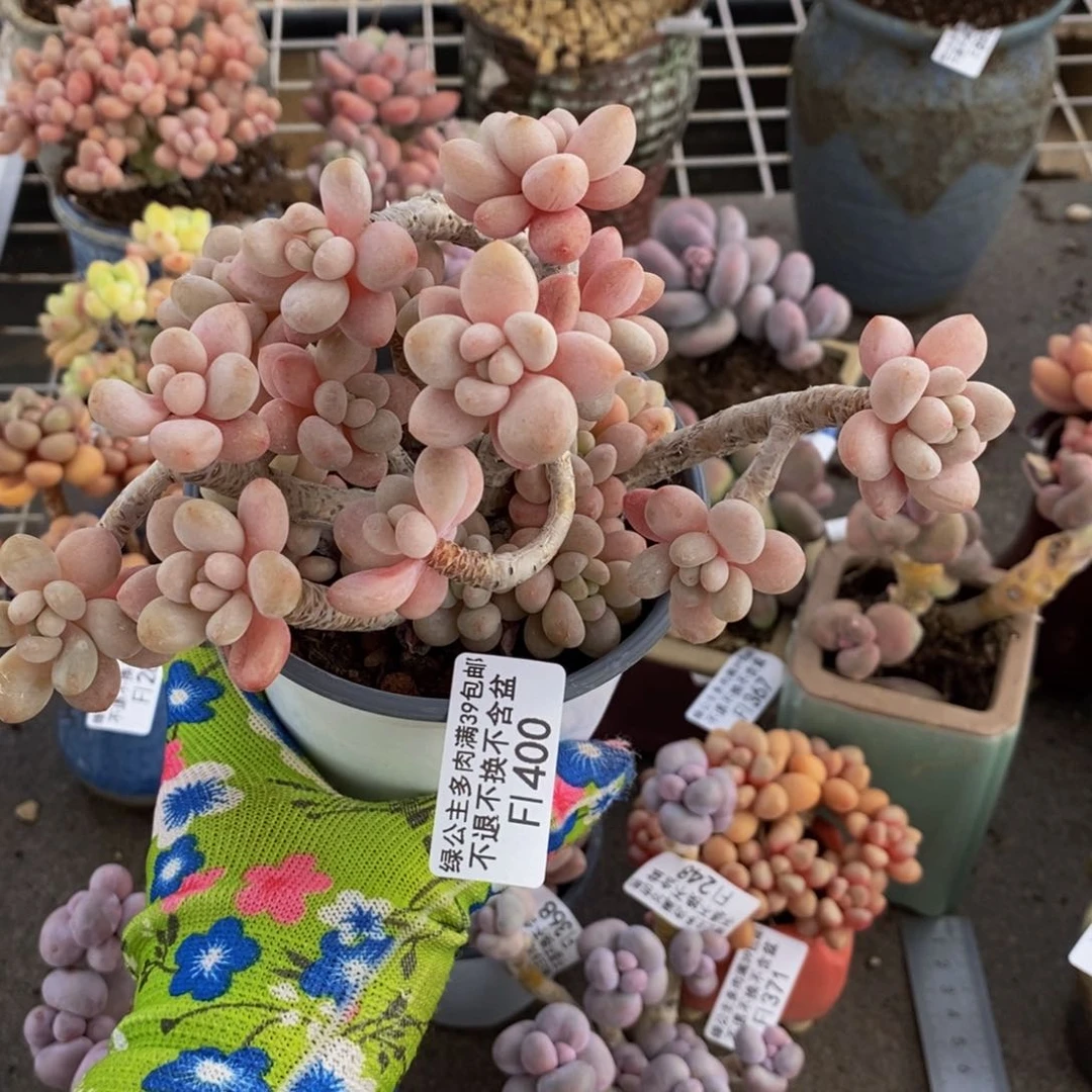 乌*子鱼子酱400/12cm多肉