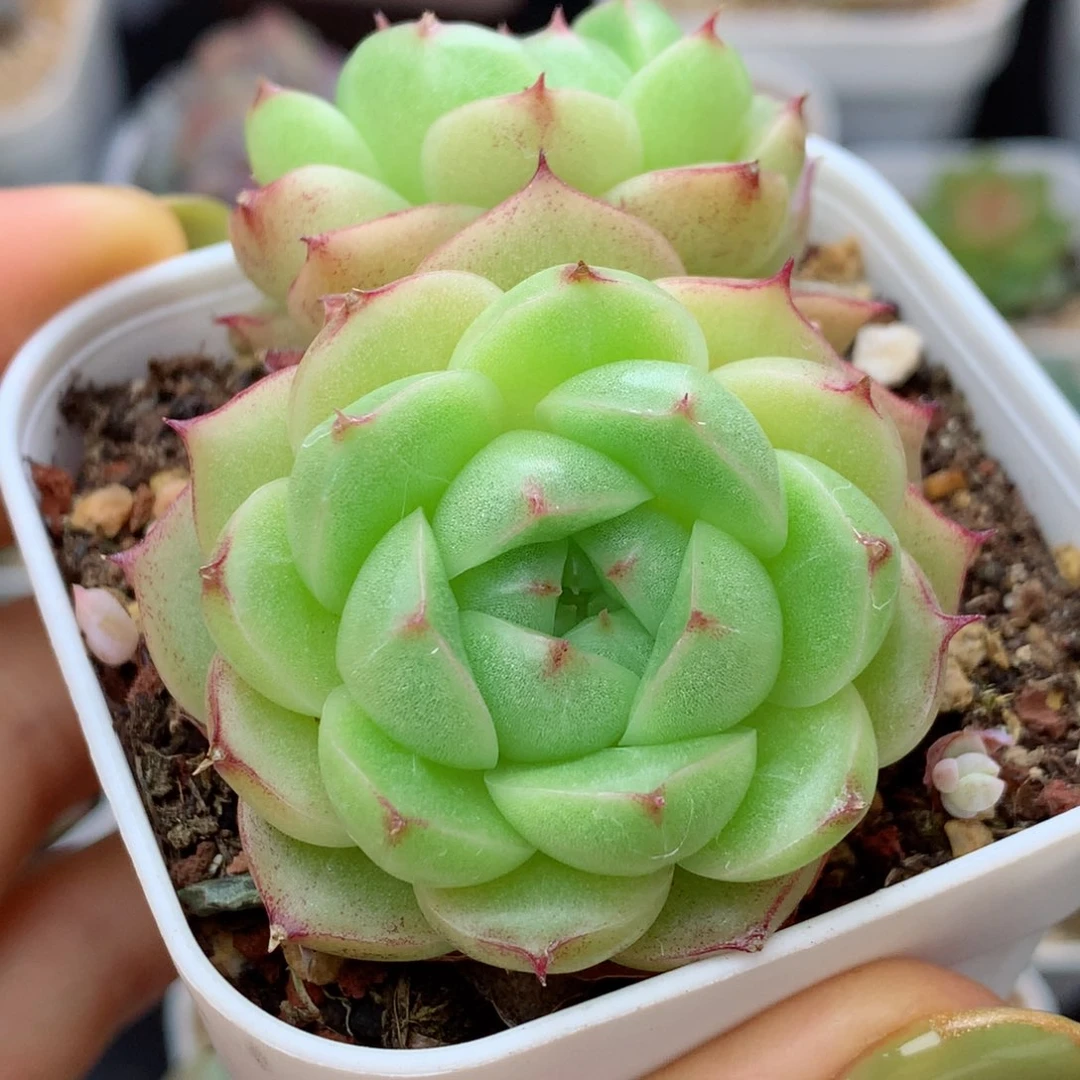 58包邮  群生不包整麦秆22