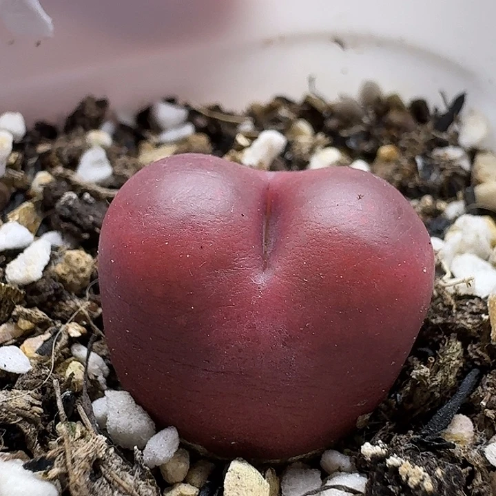 老马生石花2吕红526