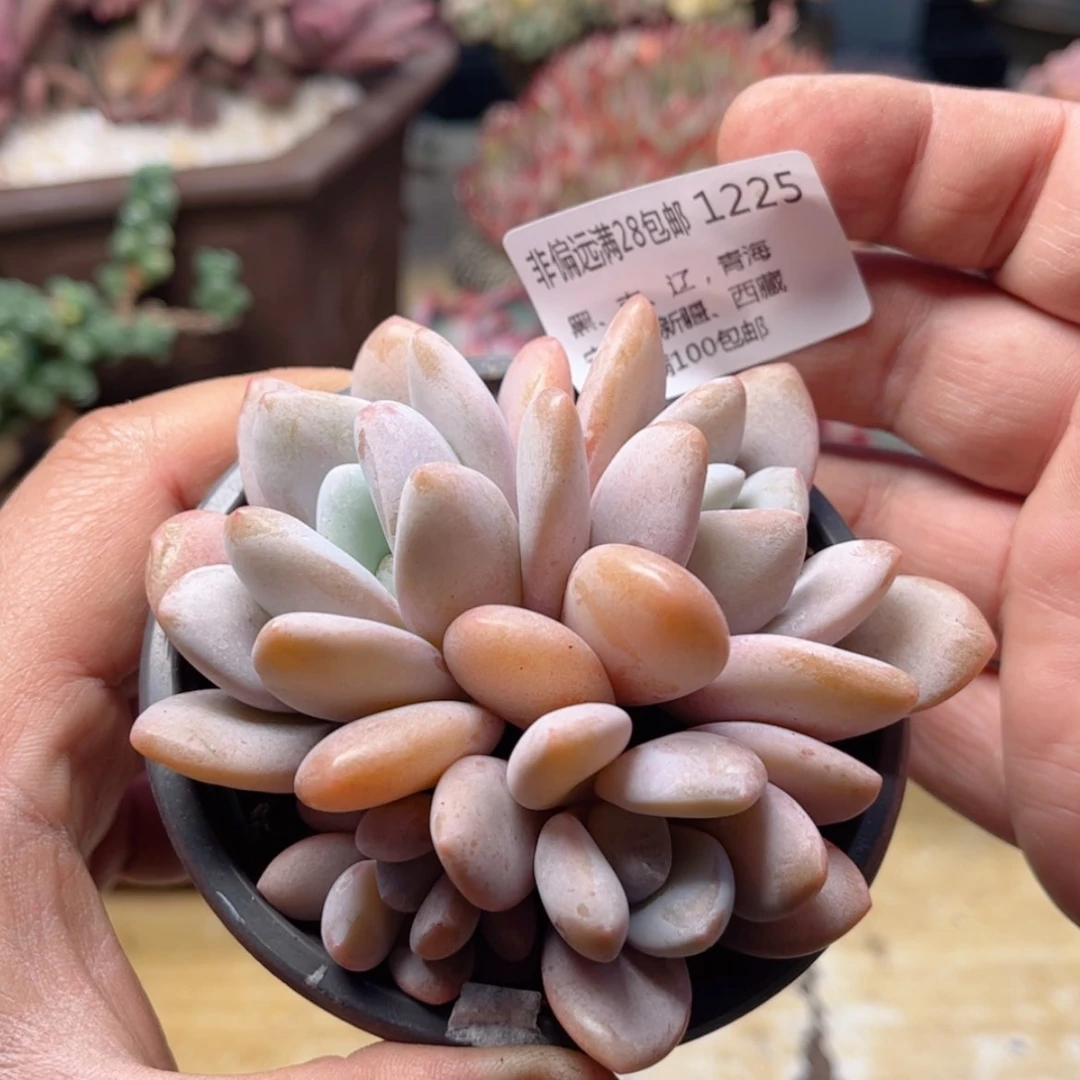 【闪购商品】1225粉兔