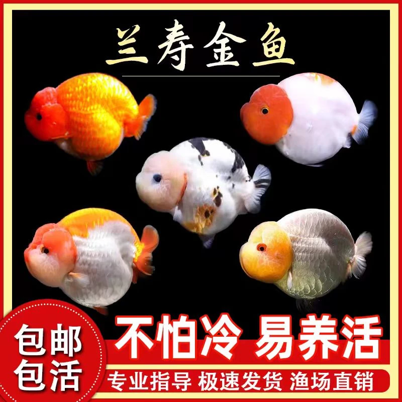兰寿金鱼泰狮玛丽颜色齐全奶牛玉兔兰寿国粹兰寿金鱼冷水好养金鱼