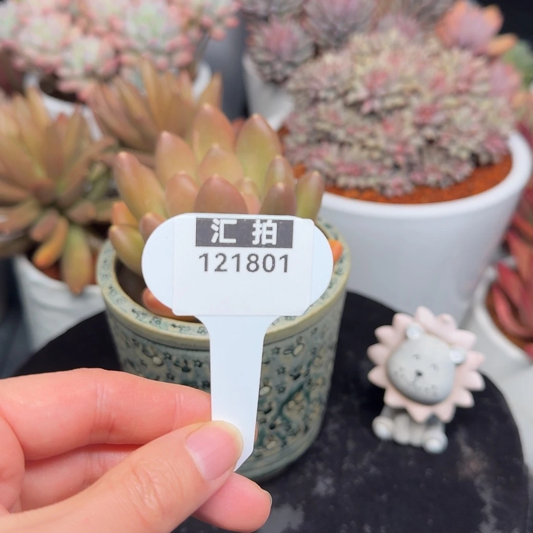 精品多肉植物121801