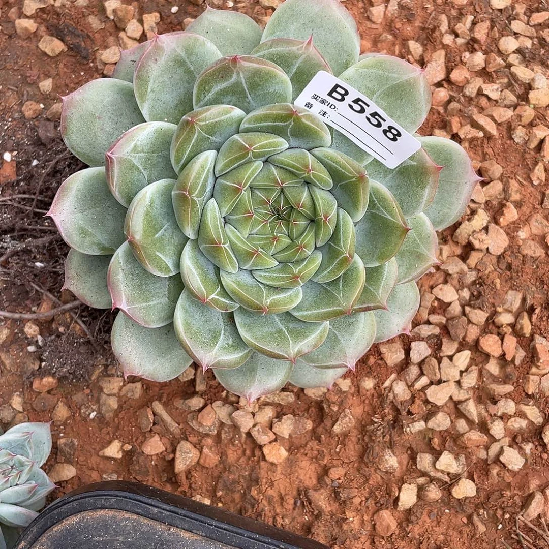若如东云单拍B558