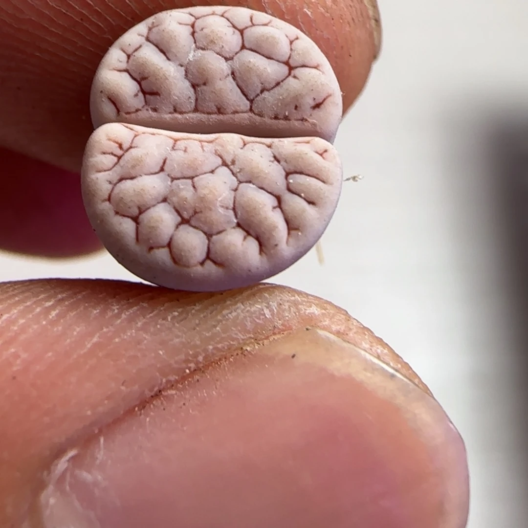 114 生石花大棚直播