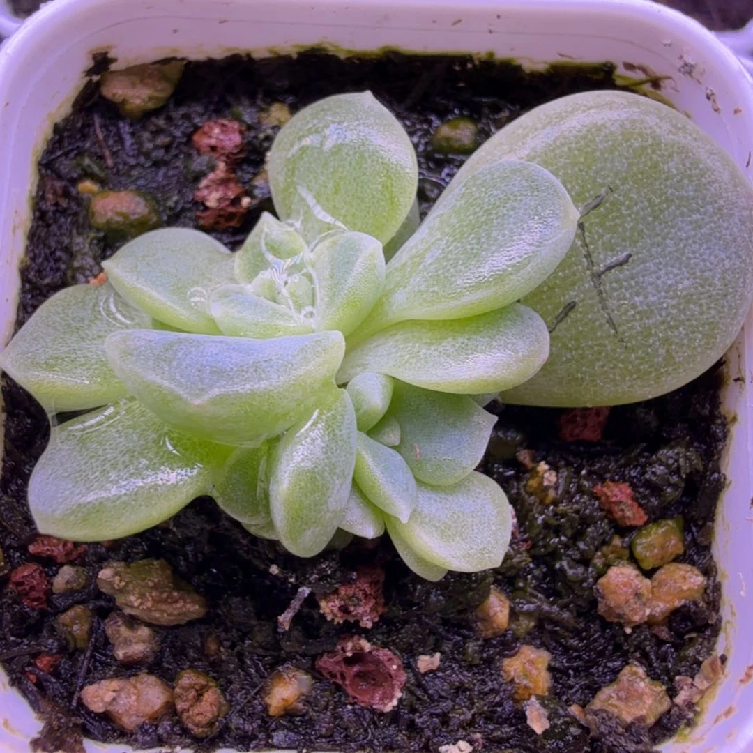 绿财富叶插苗一物一拍