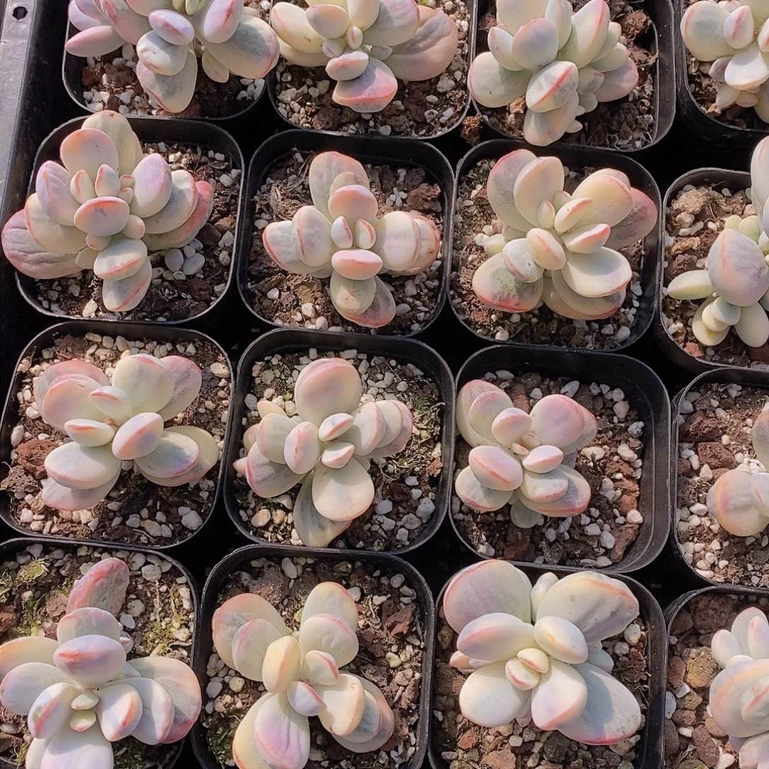 0226-福娘锦单头福利一颗 量拍