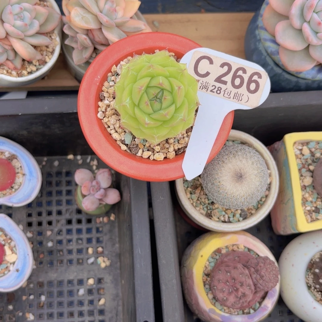 C266珍妮一物语拍