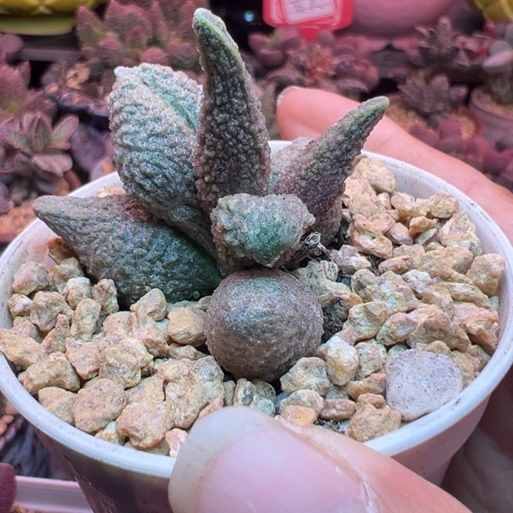 一物一拍，带盆发货