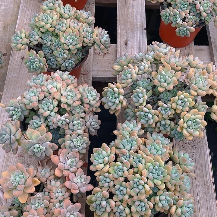 奶酪蛋糕，满18包邮