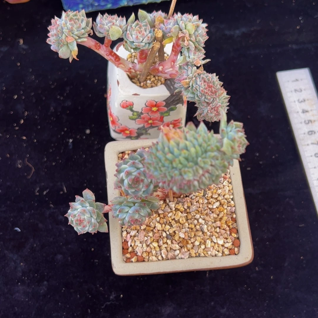 新年快乐 两颗一起