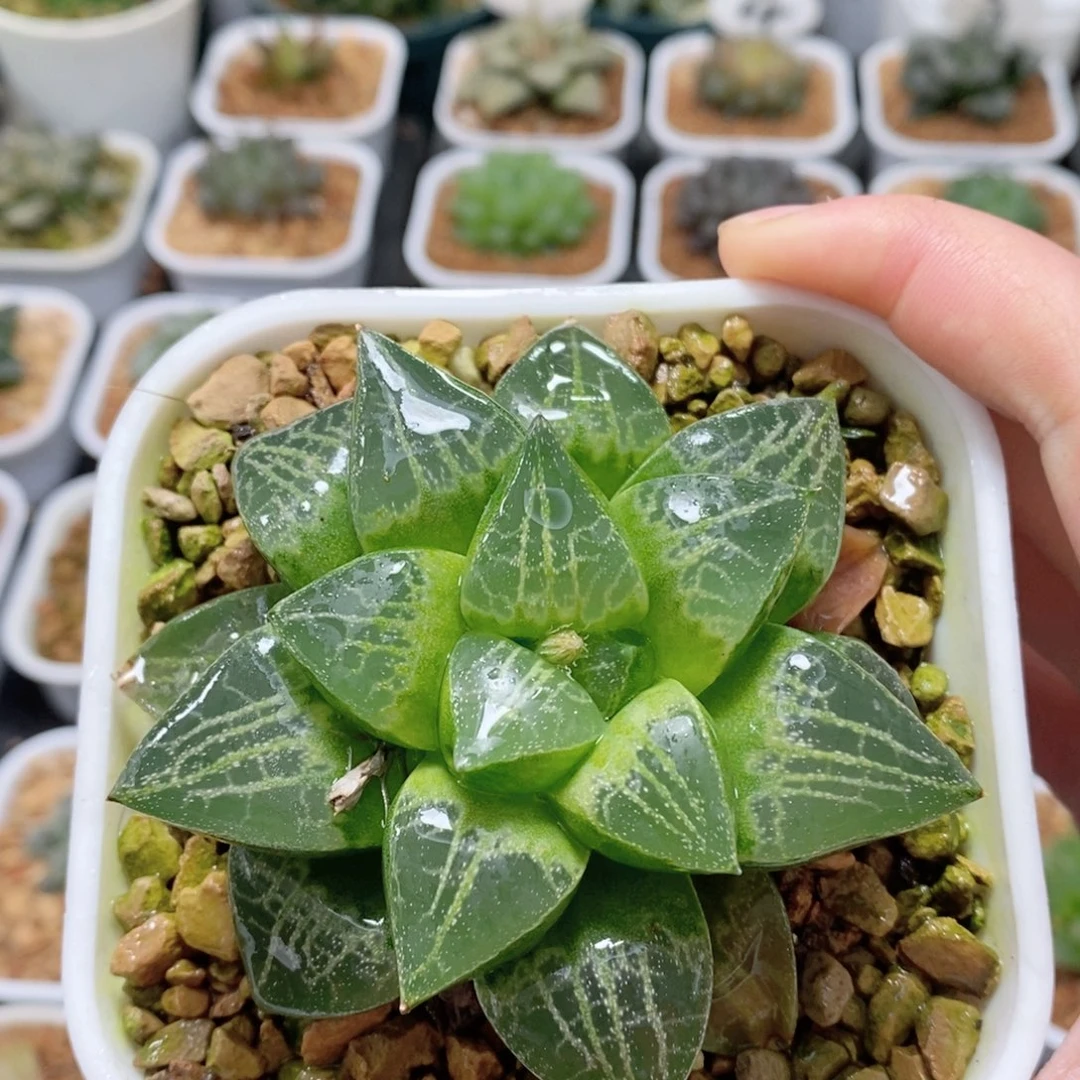 绿蛙寿玉露多肉植物