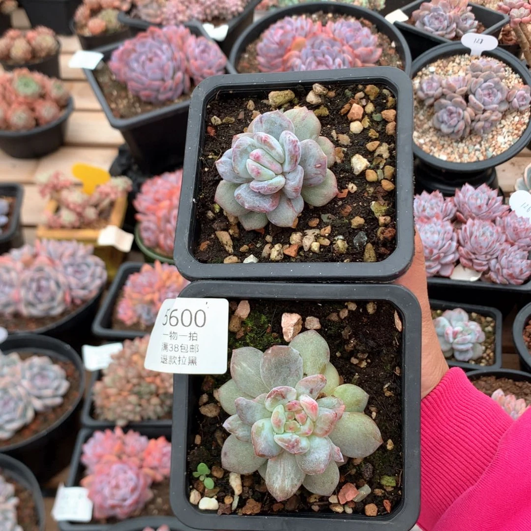 6厘米星影石化 拉丝 两颗 5600