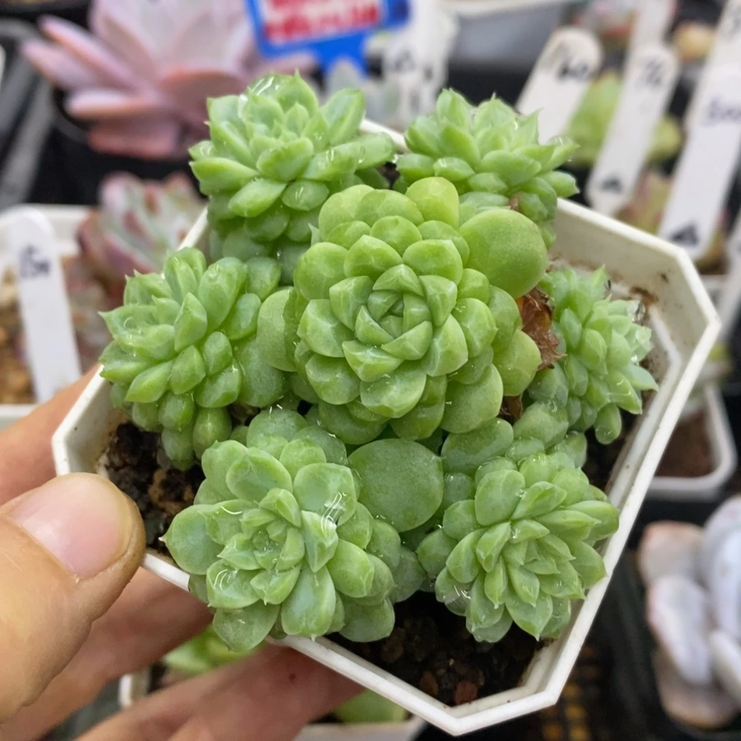精品多肉一物一拍不包整39