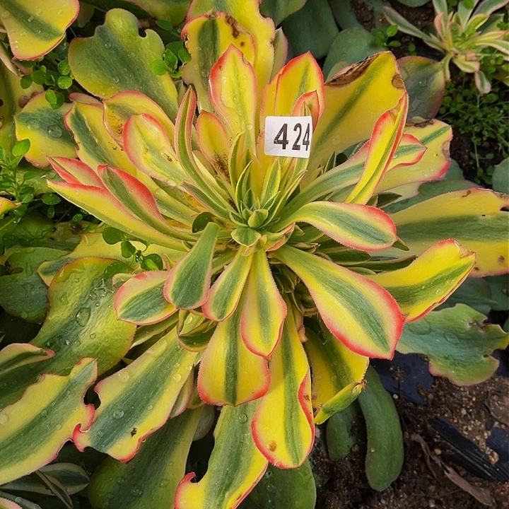 424香妃多肉植物处理不售后