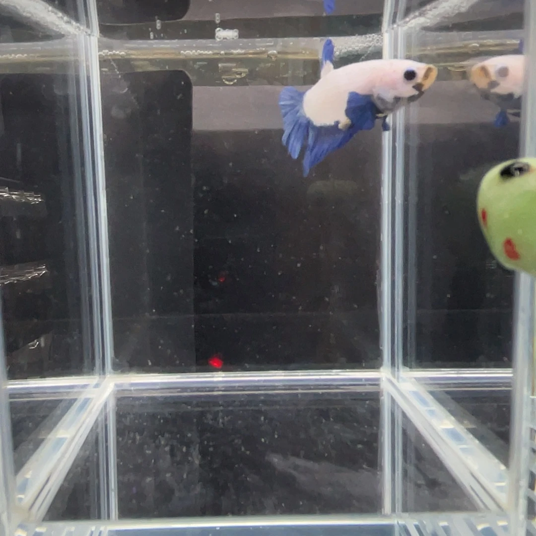 斗鱼12.2 青花瓷 086