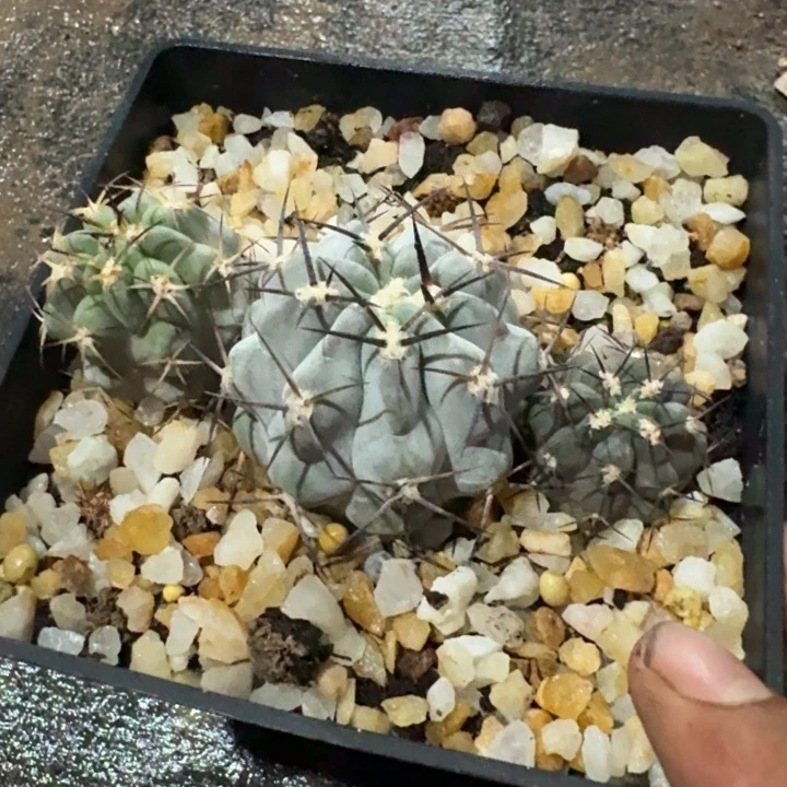 阿寒玉实生一盆仙人球