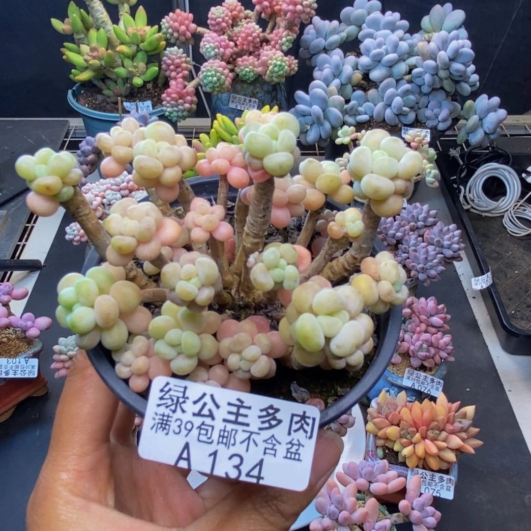 134花朵鱼子酱多肉7c m