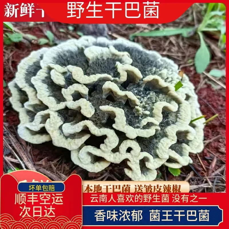 2025年云南新鲜野生干巴菌天然山珍绣球菌对花马牙菌顺丰空运包邮