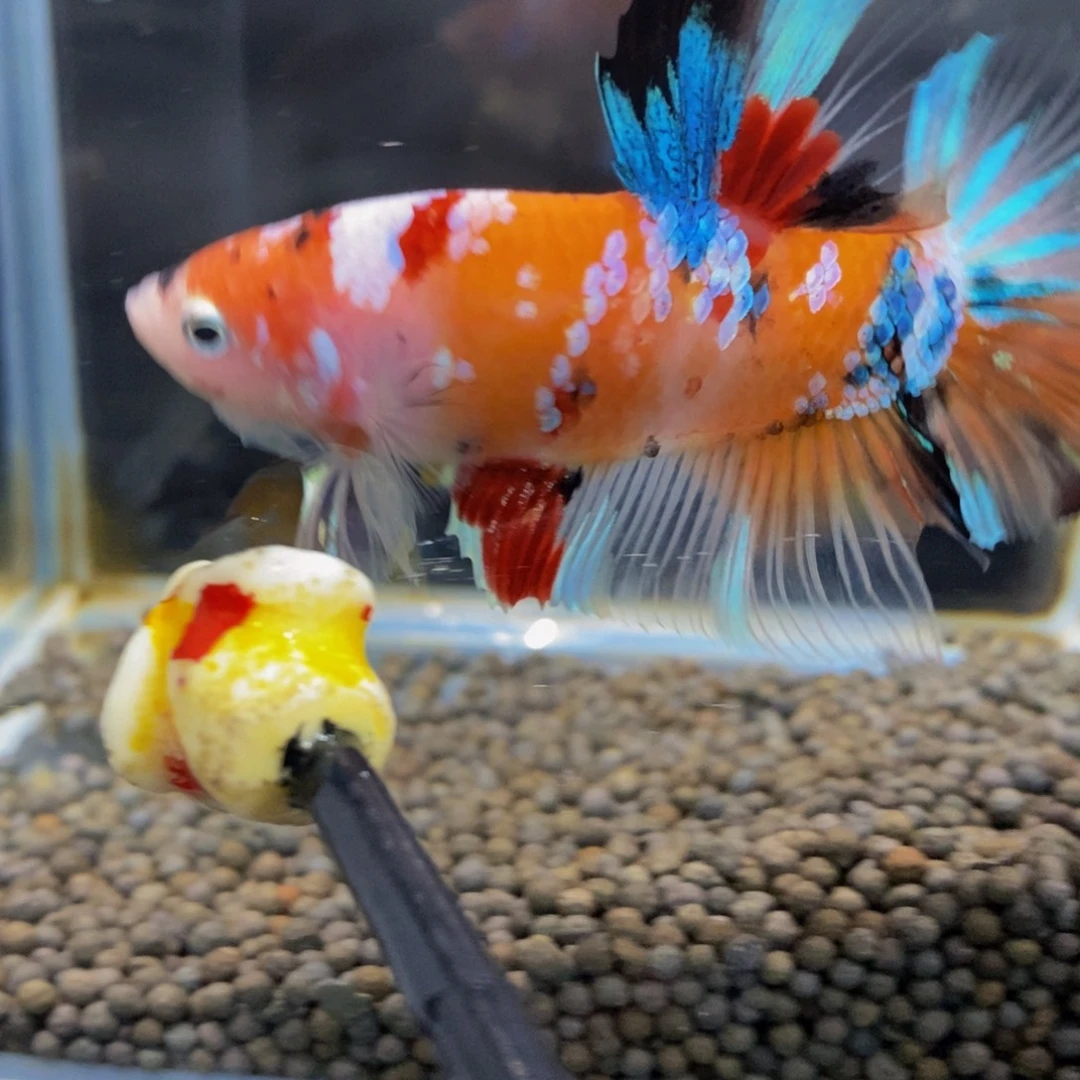 斗鱼332巨斗111111