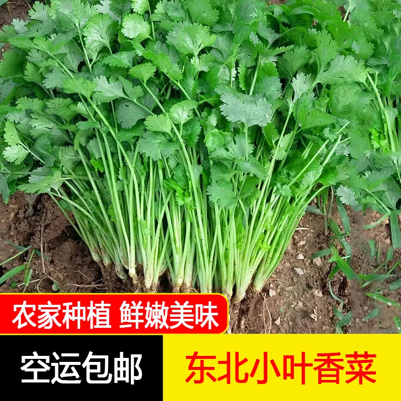 东北新鲜嫩香菜现摘现发大叶香菜1/2/3斤蘸酱菜空运包邮