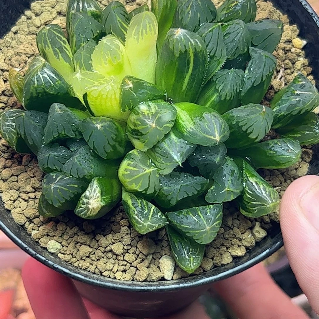 花水晶四头群锦十二卷多肉