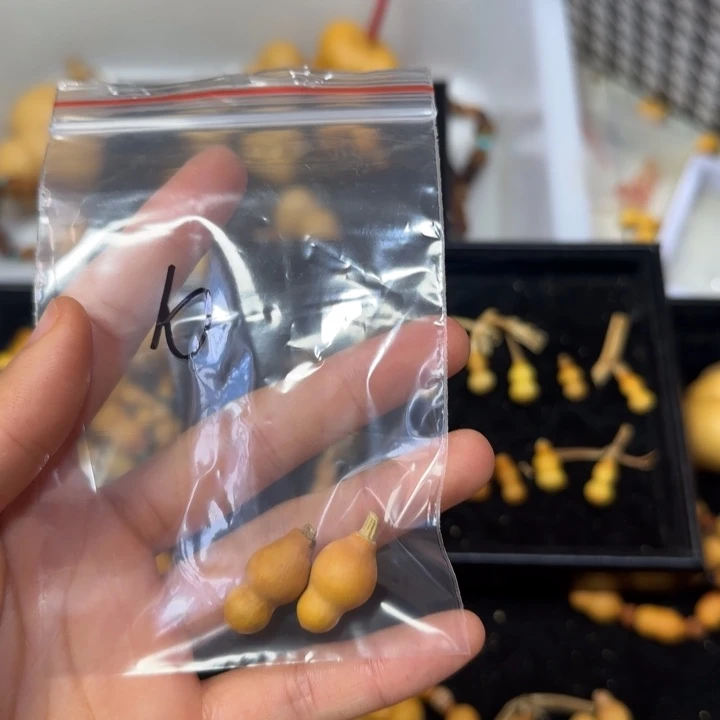 晟***蕾葫芦打孔后不退不换！