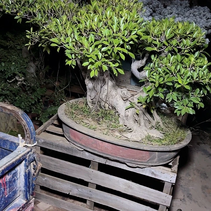 唯***港无花朵哈哈哈哈哈