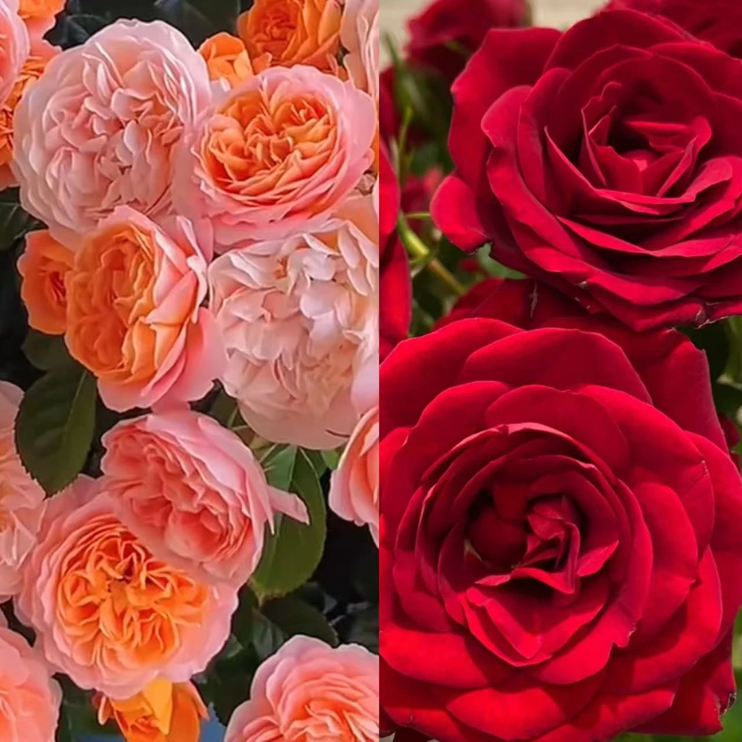 月季花【两盆装】丛生盆栽花卉庭院月月开花耐晒耐寒发货快