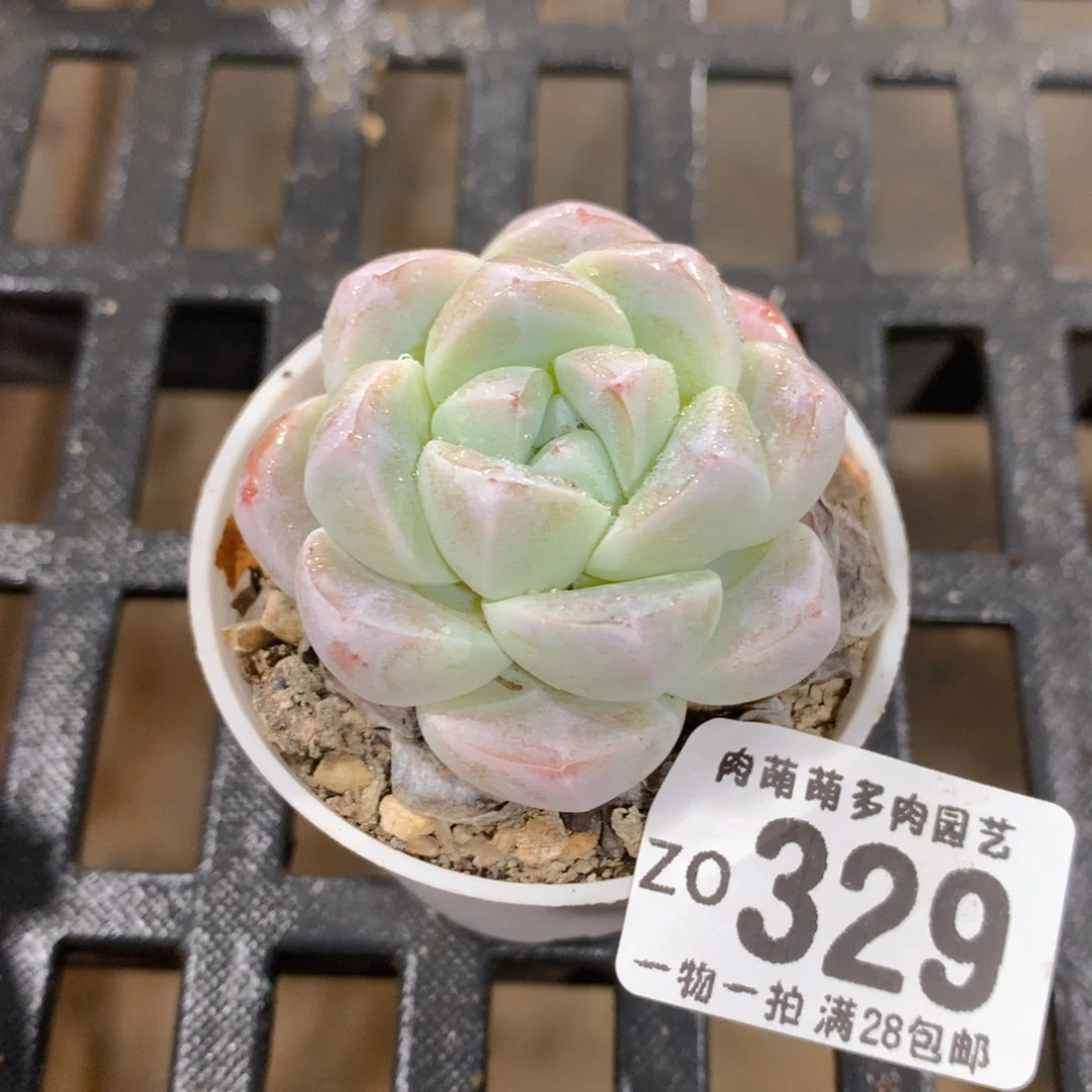 肉萌萌拇指盆精控多肉ZO329