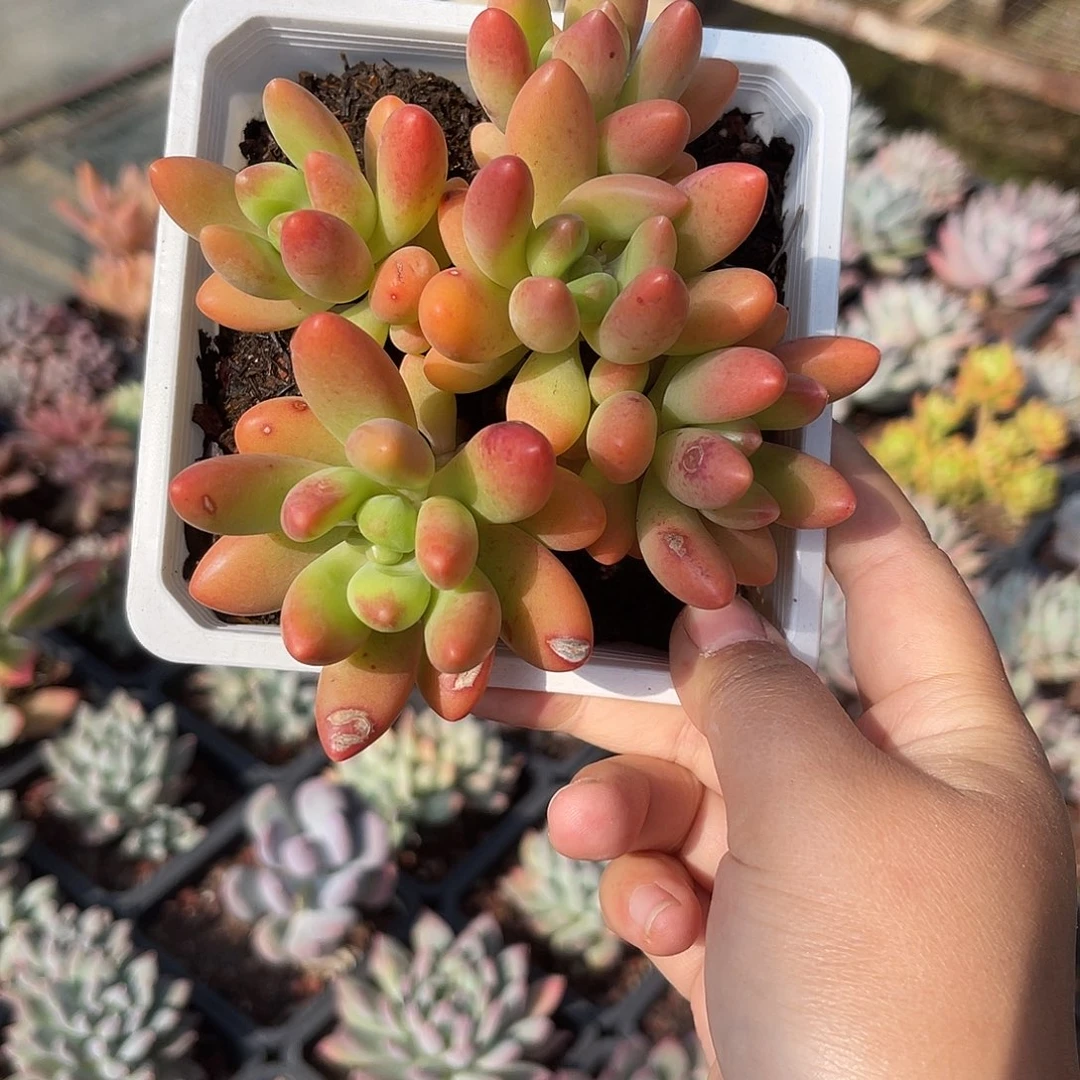 鲸落美人。 111111111111