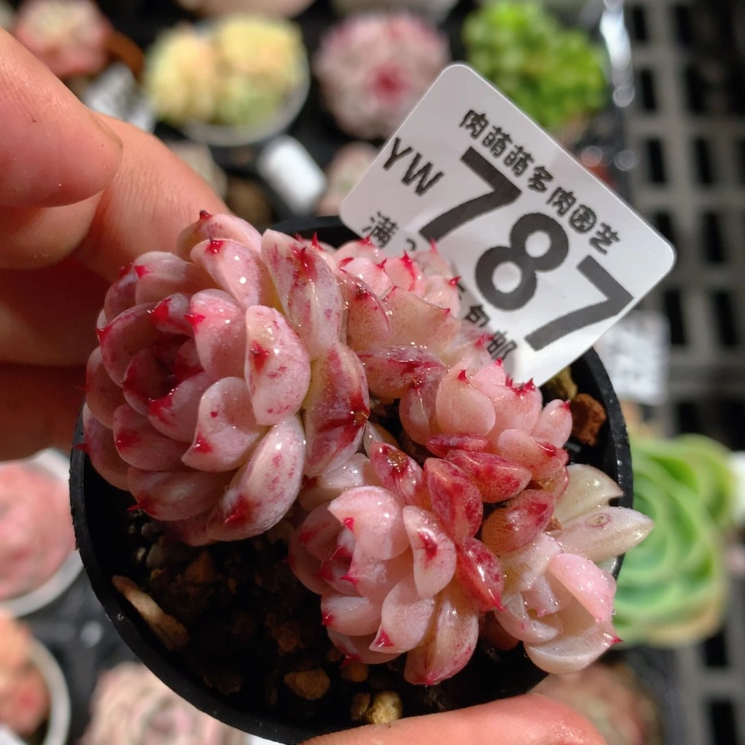 5CM拇指盆精控多肉YW787
