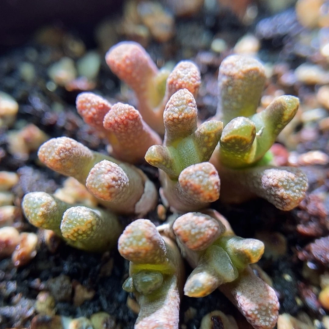 火柴头一颗母本包邮