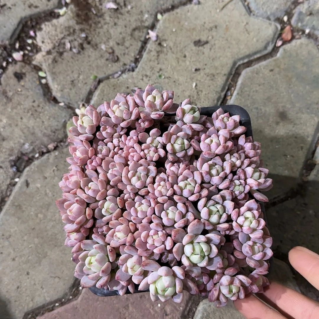 小桃红多肉植物精品