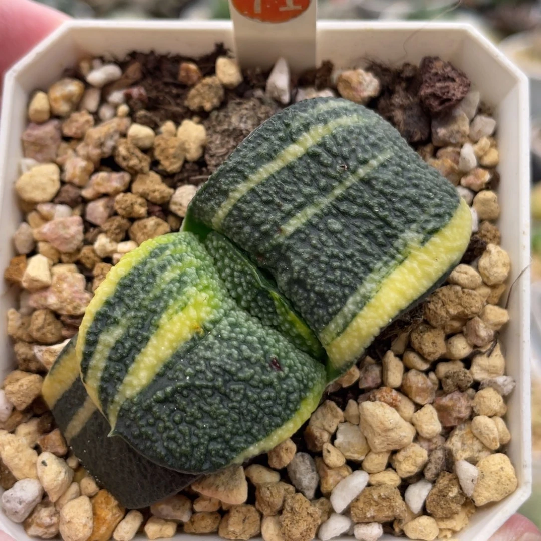 小蔡的菜园71卧牛锦