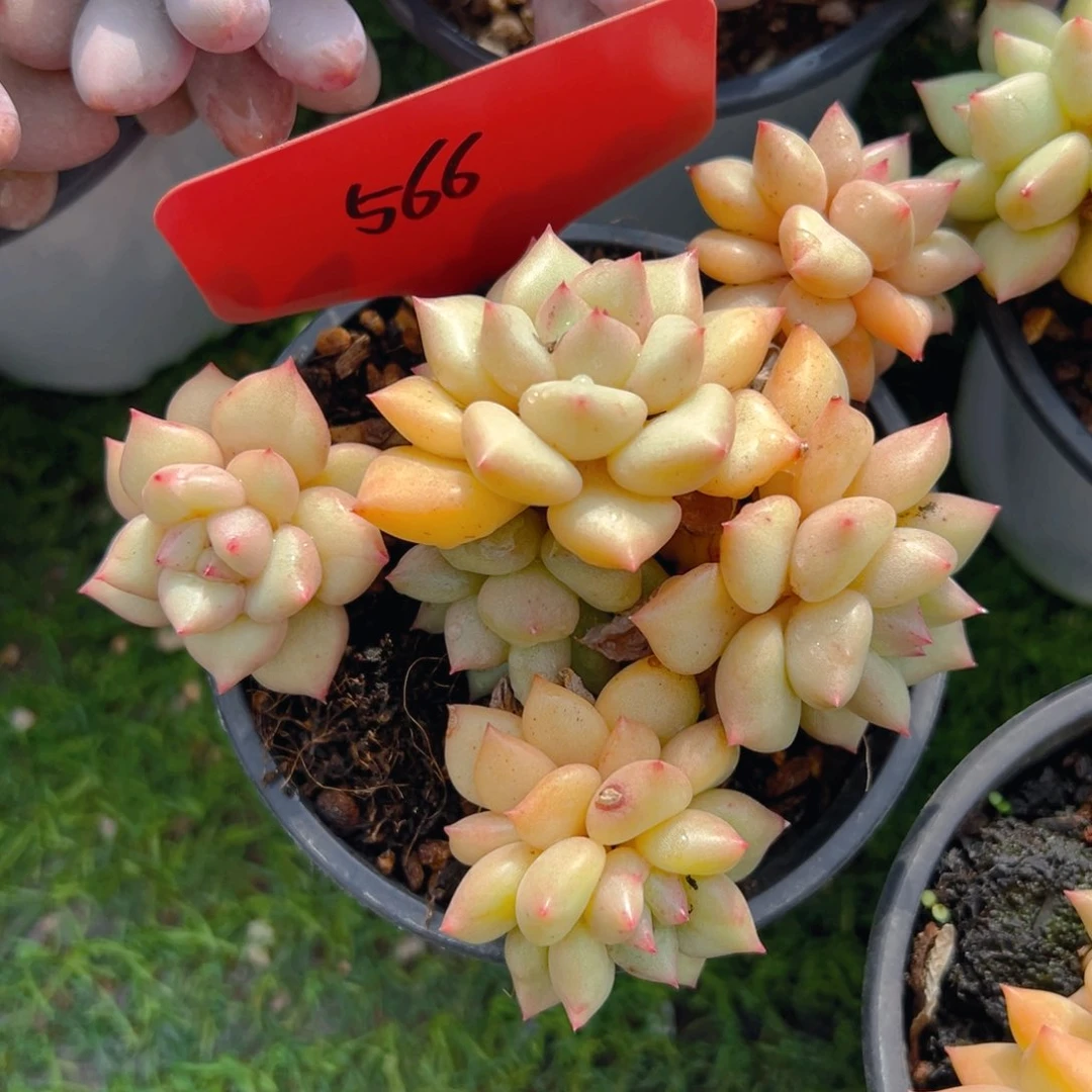 福利来了来了来了来啦