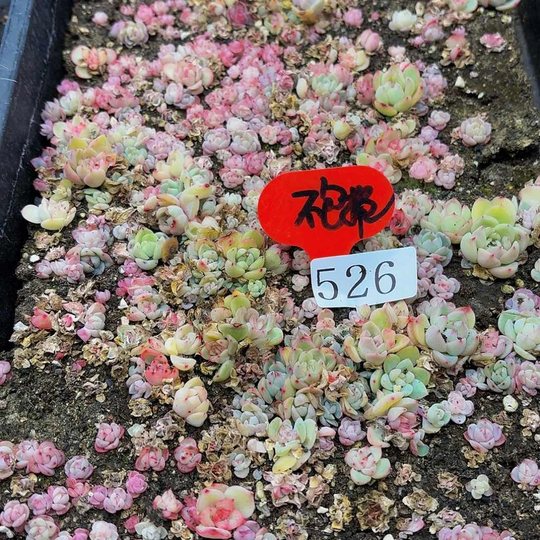 多肉植物多肉植物526