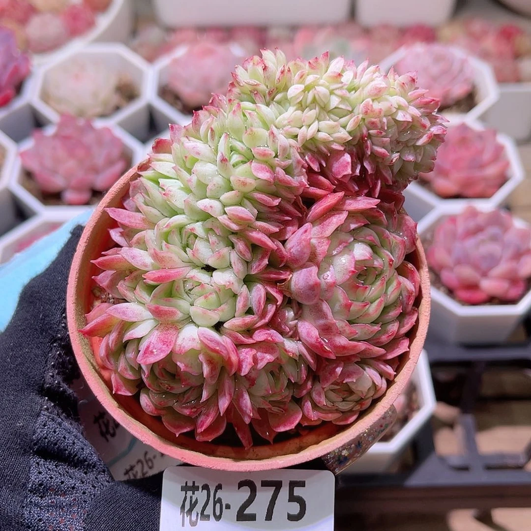 花利美26-275牛奶草莓缀化