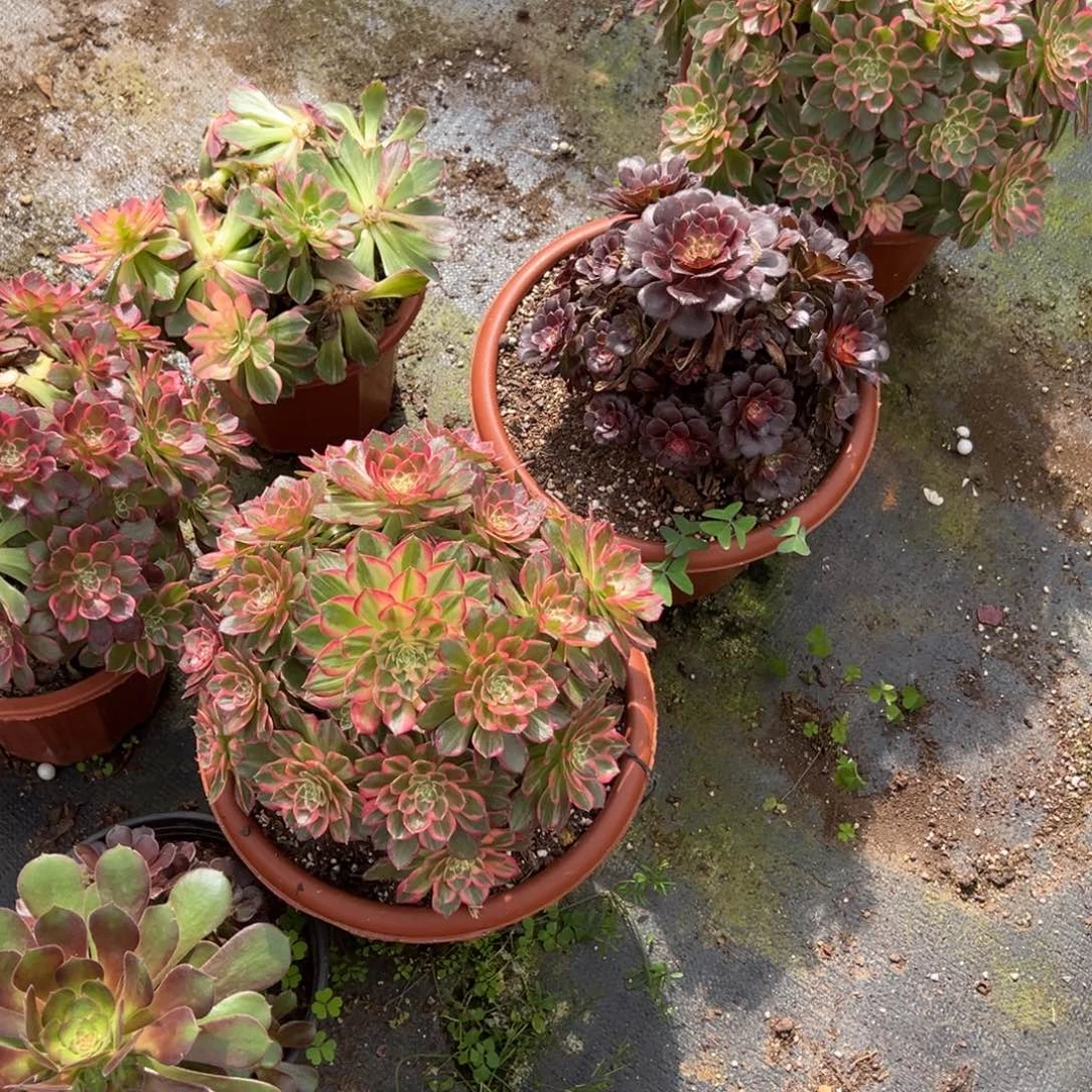 梦***雨黑魔锦彩单头一颗5