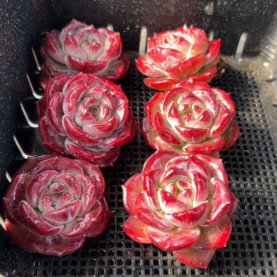 从前慢花园多肉编号1216-笑版夜魔侠