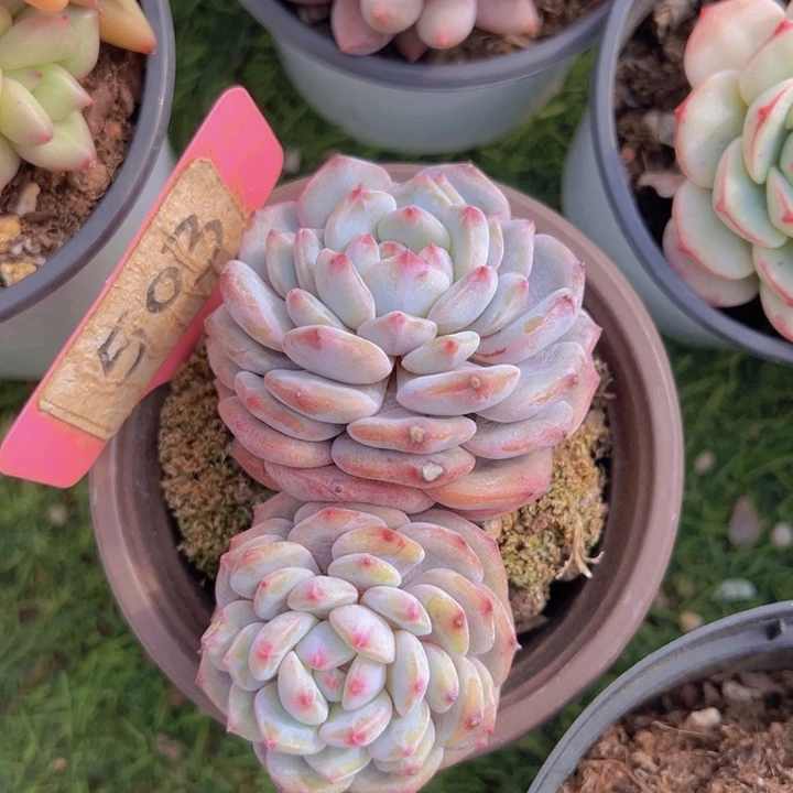 健健康康平平安安