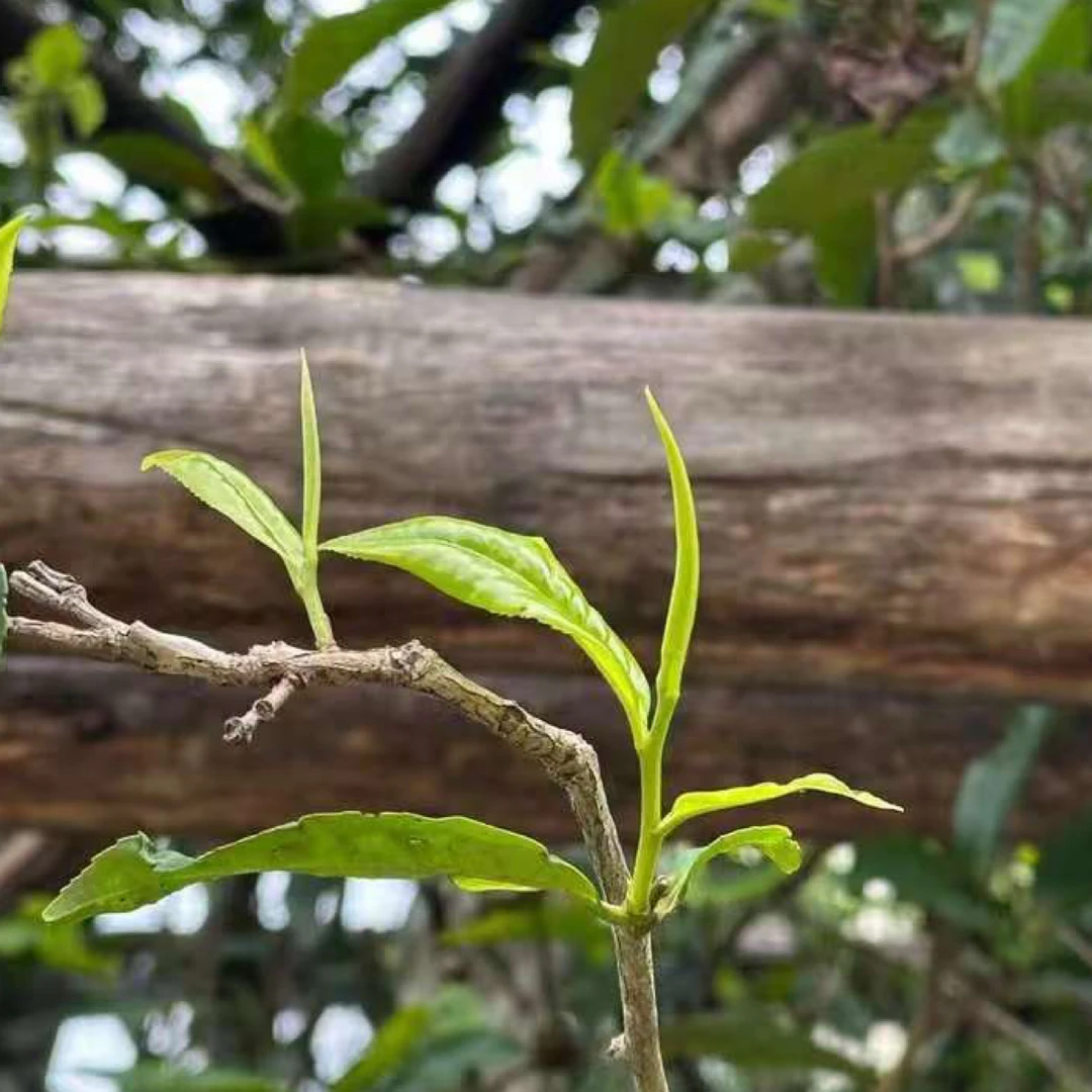 2016年百花潭357克生普