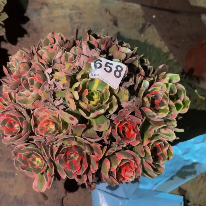 658皇后多肉植物不售后