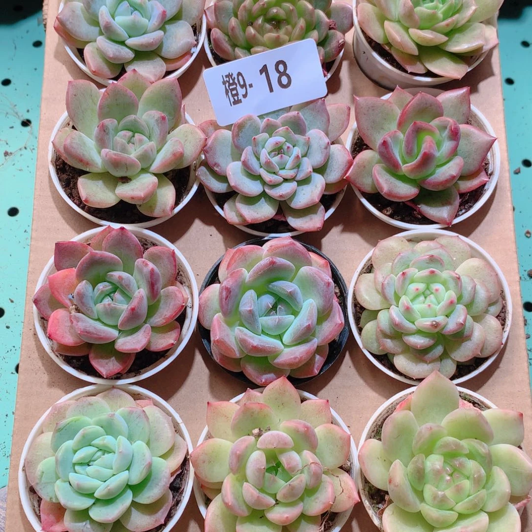 9-18一物一拍多肉带盆18颗