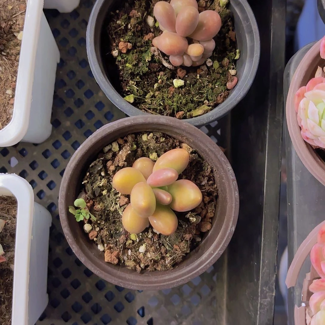 L****.A292两颗芒果一物一拍