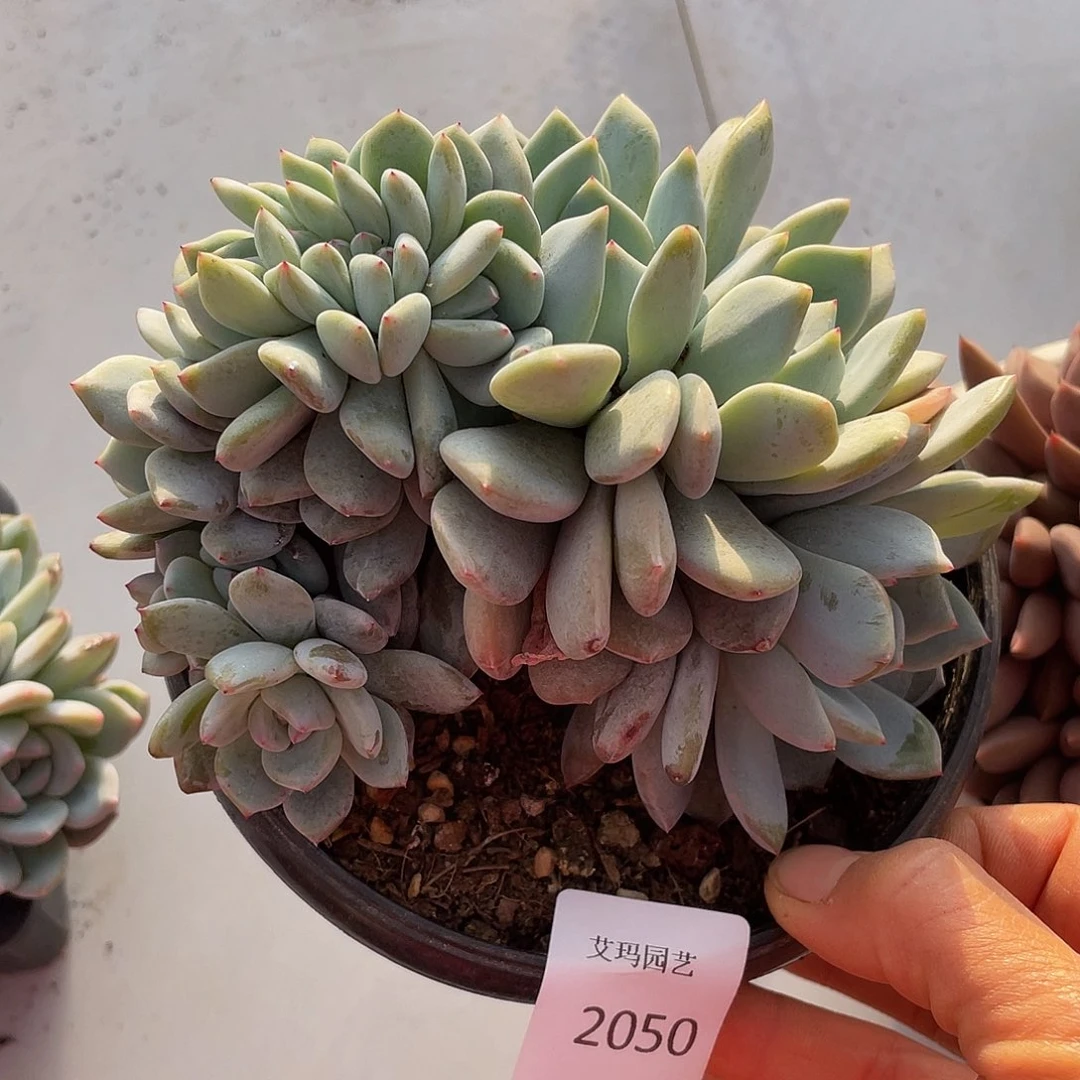 星影缀50 多肉多肉多肉有砍