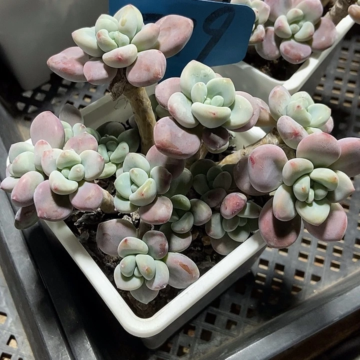 多肉植物洛神719多肉