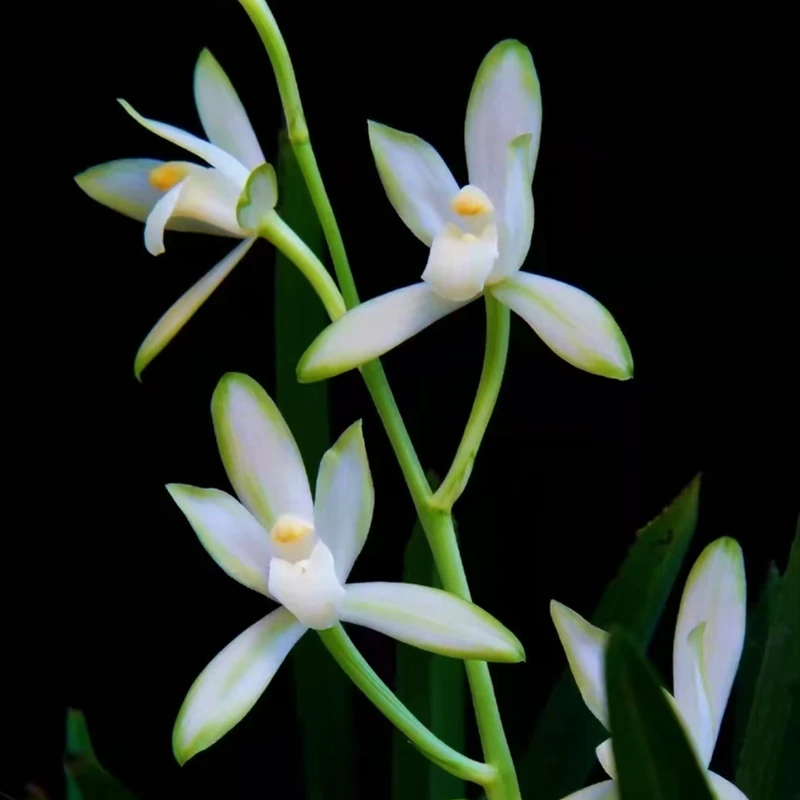 [国色天香】浓香建兰花卉盆栽室内绿植四季好养办公室客厅兰花苗