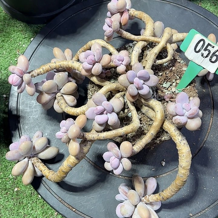 四***六桃蛋多肉植物保护专业056