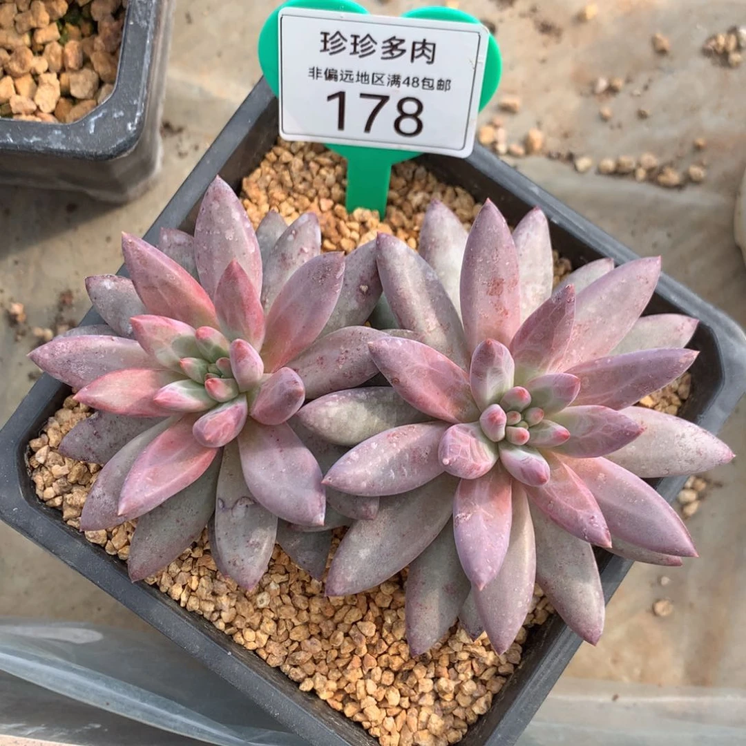 Q***。虞美人虞美体双头178